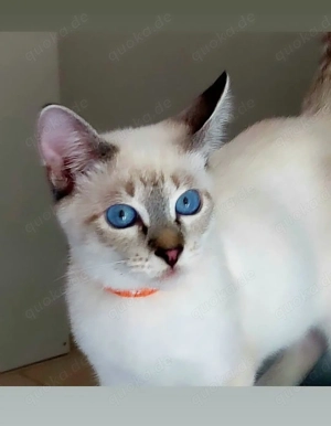 Thai (Siam alte Typ) von 1.DEKZV e.V.