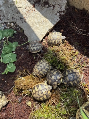 Griechische Landschildkröten - Nachzuchten 2025 - aus GANZJÄHRIGER Außenpflege