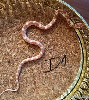 Kornnatter 2.2, NZ25 Butter Motley