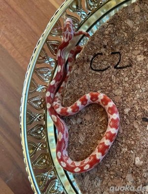 Kornnatter 3.0, NZ25 Auratum Motley