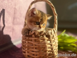 Reinrassige BKH-Kitten suchen liebevolles Zuhause 