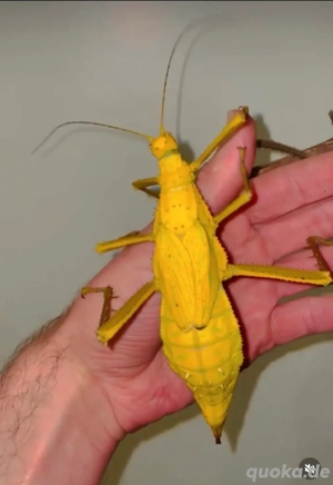 Heteropteryx dilatata   seltene gelbe Variante! Malaiische!