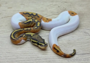 Königspython 1.0 Hypo Pied nz25 abzugeben