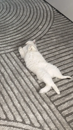 Britisch Kurzhaar Silver Chinchilla Kater  Bild 4