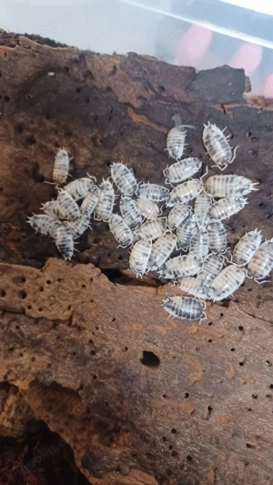 Pandaasseln - Porcellio laevis "Panda"