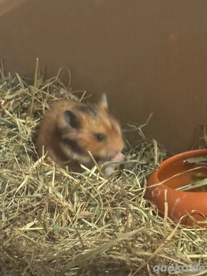 Teddy Hamster Babys, Jungtiere  Bild 3