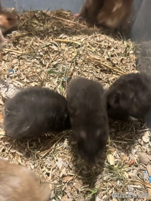 Teddy Hamster Babys, Jungtiere  Bild 4