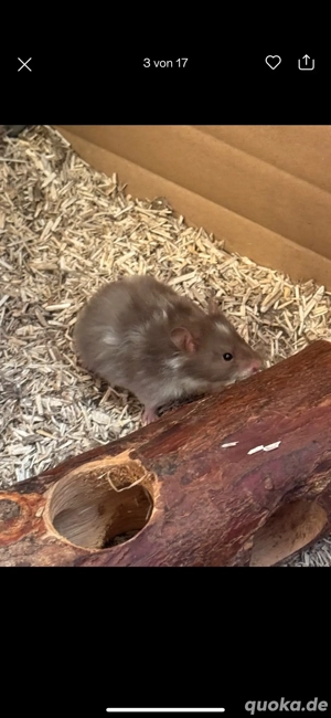 Teddy Hamster Babys, Jungtiere  Bild 10