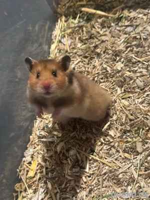 Teddy Hamster Babys, Jungtiere  Bild 7