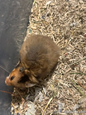 Teddy Hamster Babys, Jungtiere  Bild 5