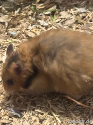 Teddy Hamster Babys, Jungtiere  Bild 2