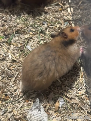 Teddy Hamster Babys, Jungtiere  Bild 6