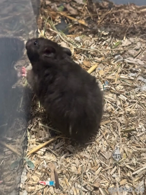 Teddy Hamster Babys, Jungtiere  Bild 9