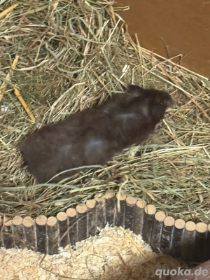 Teddy Hamster Babys, Jungtiere  Bild 8