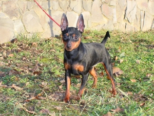 Niedlicher, reinrassiger Zwergpinscher-Rüde. Bild 2