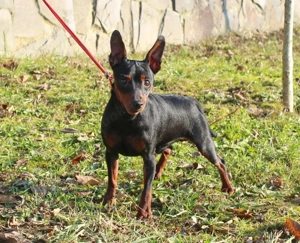 Niedlicher, reinrassiger Zwergpinscher-Rüde. Bild 5