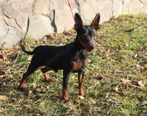 Niedlicher, reinrassiger Zwergpinscher-Rüde. Bild 4