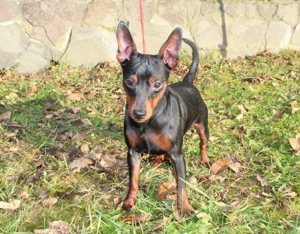 Niedlicher, reinrassiger Zwergpinscher-Rüde. Bild 6