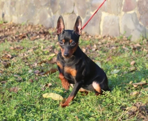 Niedlicher, reinrassiger Zwergpinscher-Rüde. Bild 3