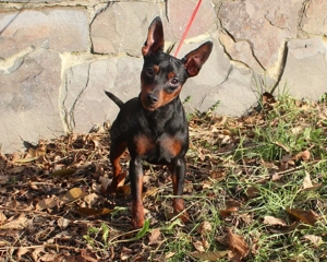 Niedlicher, reinrassiger Zwergpinscher-Rüde. Bild 7