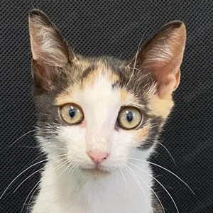 Dorle, geb. ca. 04 2025, lebt in GRIECHENLAND, auf einer privaten Pflegestelle 