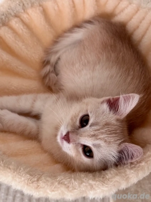 britisch kurzhaar  Salman Mix