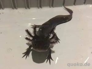 Axolotl Jungtiere eigene Nachzuchten diverse Farben 