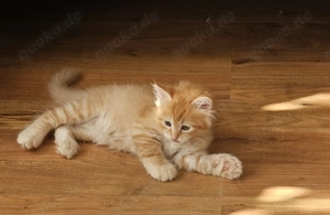 Sibirische Katze mit Stammbaum 