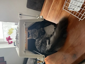 Maine-Coon-Katze mit Stammbaum Bild 5