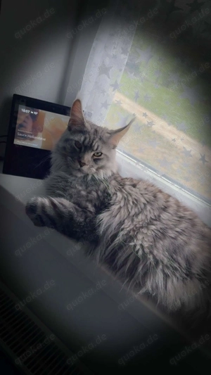 Maine-Coon-Katze mit Stammbaum Bild 3