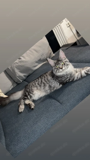 Maine-Coon-Katze mit Stammbaum Bild 4