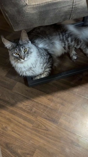Maine-Coon-Katze mit Stammbaum Bild 2