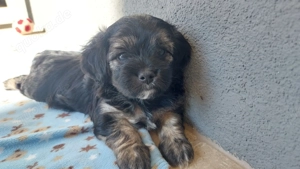 Malteser-Yorkie Welpen (Morkie)
