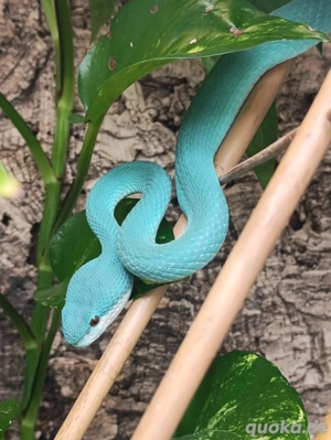 Reptilien Aufnahme und Pflege 