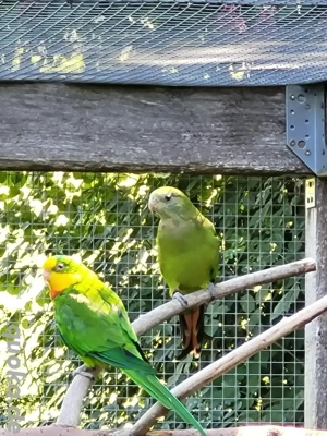 Schildsittich   Barabandsittich