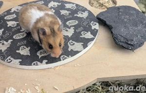 Goldhamster Weibchen aus Pflegestelle Jungtier Hamster