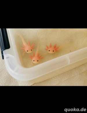 Axolotl Jungtiere Bild 3