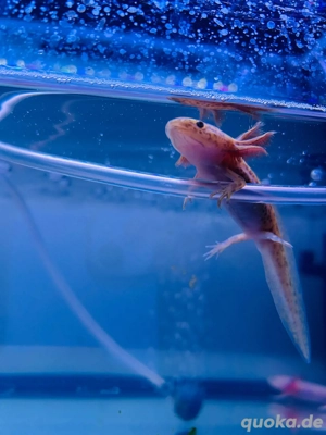 Axolotl Jungtiere Bild 4
