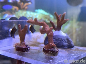 Montipora Bubblegum - Meerwasser Korallen 