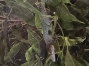 anolis Leachii 0.0.4 