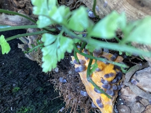 Cubaris spec. Panda King