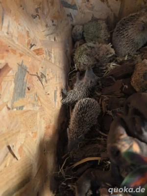 verkaufe meine kleinen tennrix igel