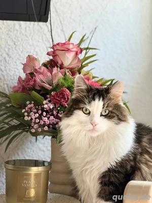 8 Jährige Katze sucht ein liebevolles zuhause 