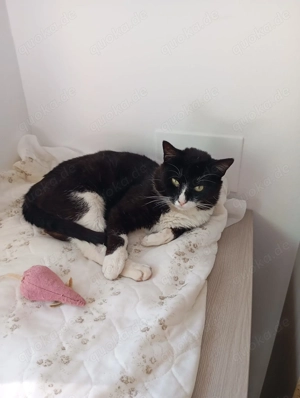 Netter Kater sucht ein Zuhause