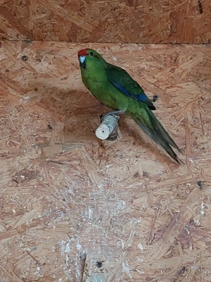 Junge Ziegensittiche abzugeben