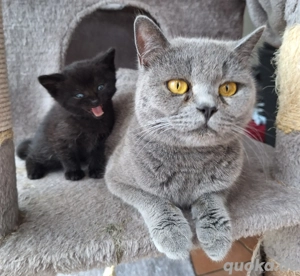 BKH Kitten abgabebereit 