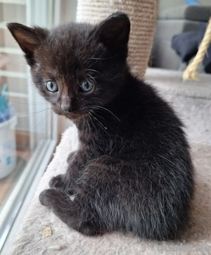 BKH Kitten abgabebereit 