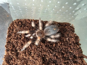 Biete Vogelspinnen Brachypelma Harmorii  für 10 Euro  Bild 2