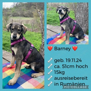 Barney - startbereit für das gute Leben Bild 5