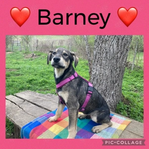 Barney - startbereit für das gute Leben Bild 4